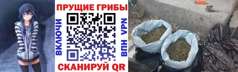 Псилоцибиновые грибы Psilocybine cubensis  Купить  Кубинка 